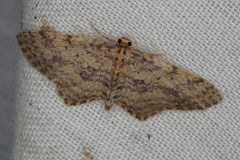 Poecilasthena scoliota