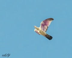 Columba livia domestica