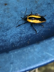 Arocera aequinoxialis