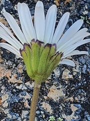 Brachyscome sinclairii