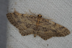 Poecilasthena scoliota