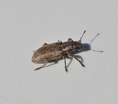 Sitona callosus