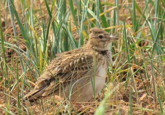 Melanocorypha calandra calandra