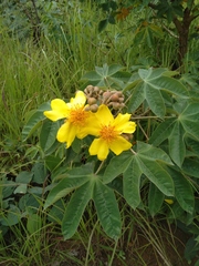 Cochlospermum angolense