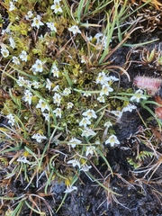 Euphrasia dyeri
