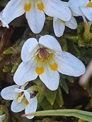 Euphrasia dyeri
