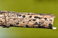 Anthostomella tomicoides