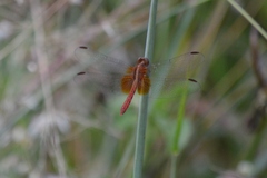 Erythrodiplax ochracea