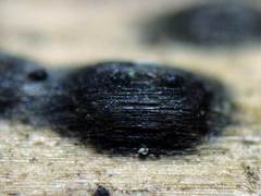 Anthostomella tomicoides