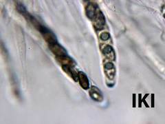 Anthostomella tomicoides