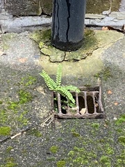 Asplenium trichomanes