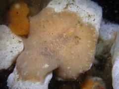 Pseudoceros canadensis