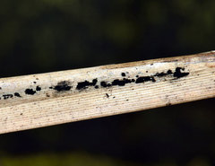 Apiospora arundinis