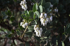 Arctostaphylos catalinae