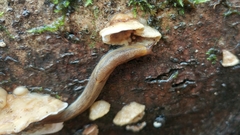 Prophysaon foliolatum