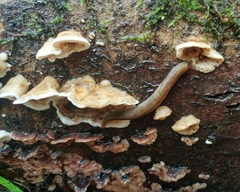 Prophysaon foliolatum