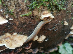 Prophysaon foliolatum