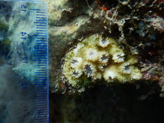 Echinopora hirsutissima