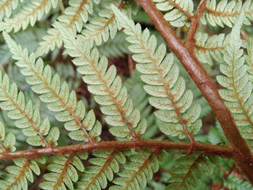 Image of Stumpy Tree Fern (Dicksonia lanata) by (c) Leon Perrie, some rights reserved (CC BY)