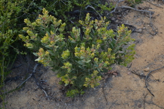 Arctostaphylos catalinae