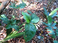 Spigelia laurina