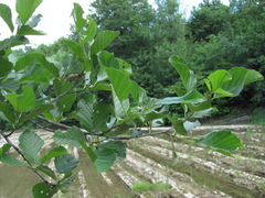 Alnus glutinosa barbata