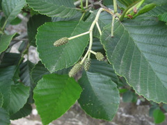 Alnus glutinosa barbata