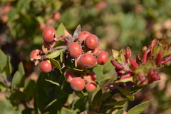 Arctostaphylos catalinae