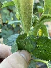 Serangium maculigerum