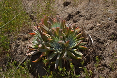 Dudleya virens