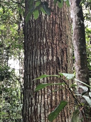 Cedrelinga cateniformis