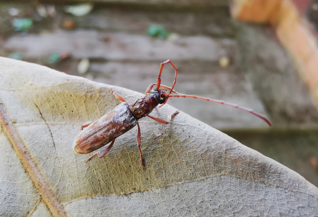 Dymasius angustatus