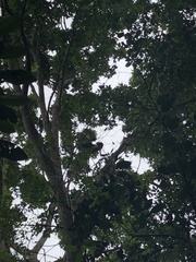 Cedrelinga cateniformis