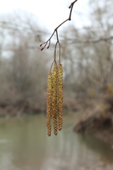 Alnus glutinosa barbata