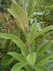 Berkheya angolensis image