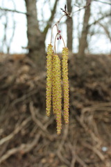 Alnus glutinosa barbata
