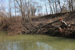 Alnus glutinosa barbata