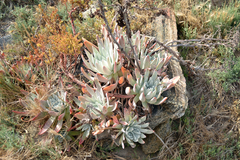 Dudleya virens