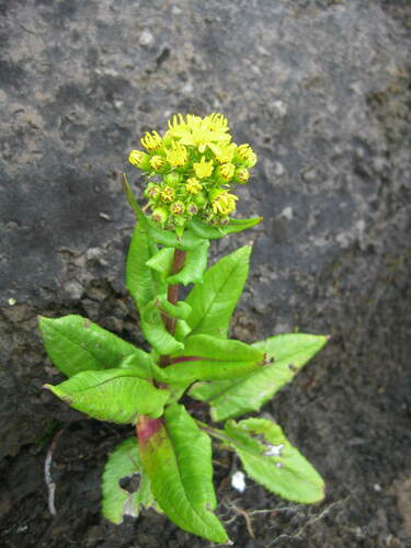 Senecio sumatranus observed 2014-05-18