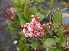 Gaultheria fragrantissima