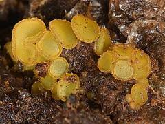 Ascobolus crenulatus