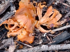 Cantharellus concinnus