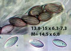 Ascobolus crenulatus