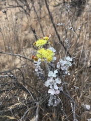Eriogonum crocatum
