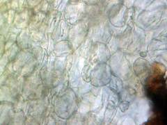 Ascobolus crenulatus