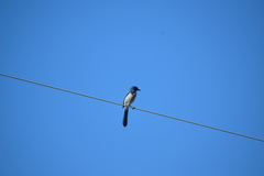 Aphelocoma californica