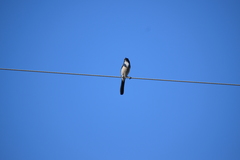 Aphelocoma californica