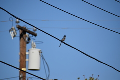 Aphelocoma californica