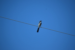 Aphelocoma californica