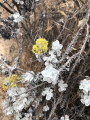 Eriogonum crocatum